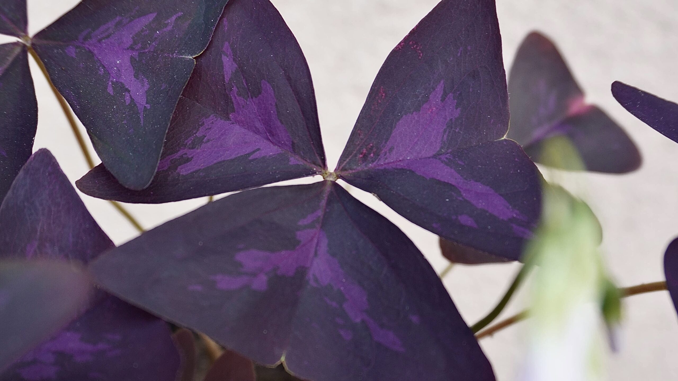 Bouturer votre oxalis