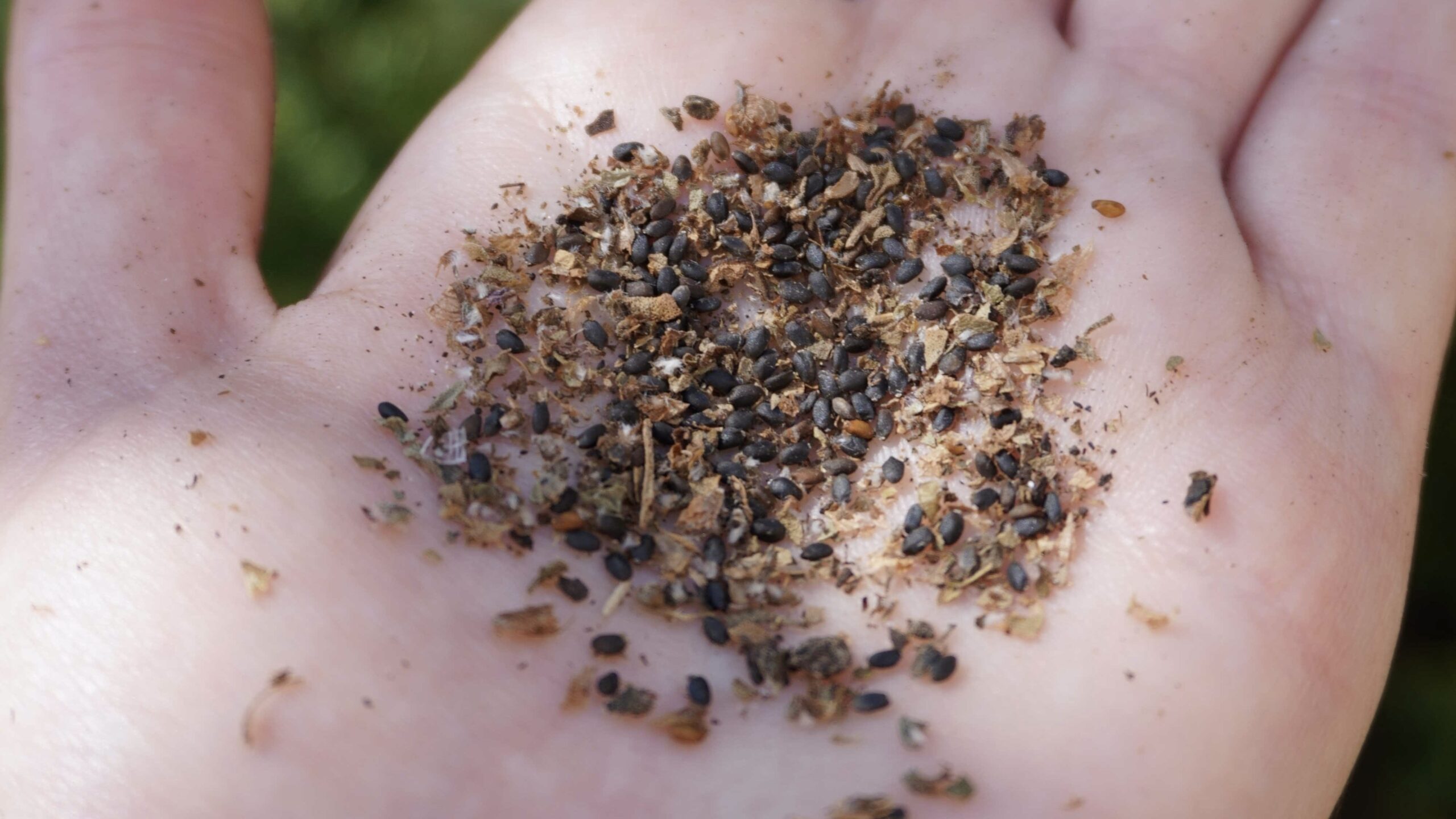Bouturer votre basilic