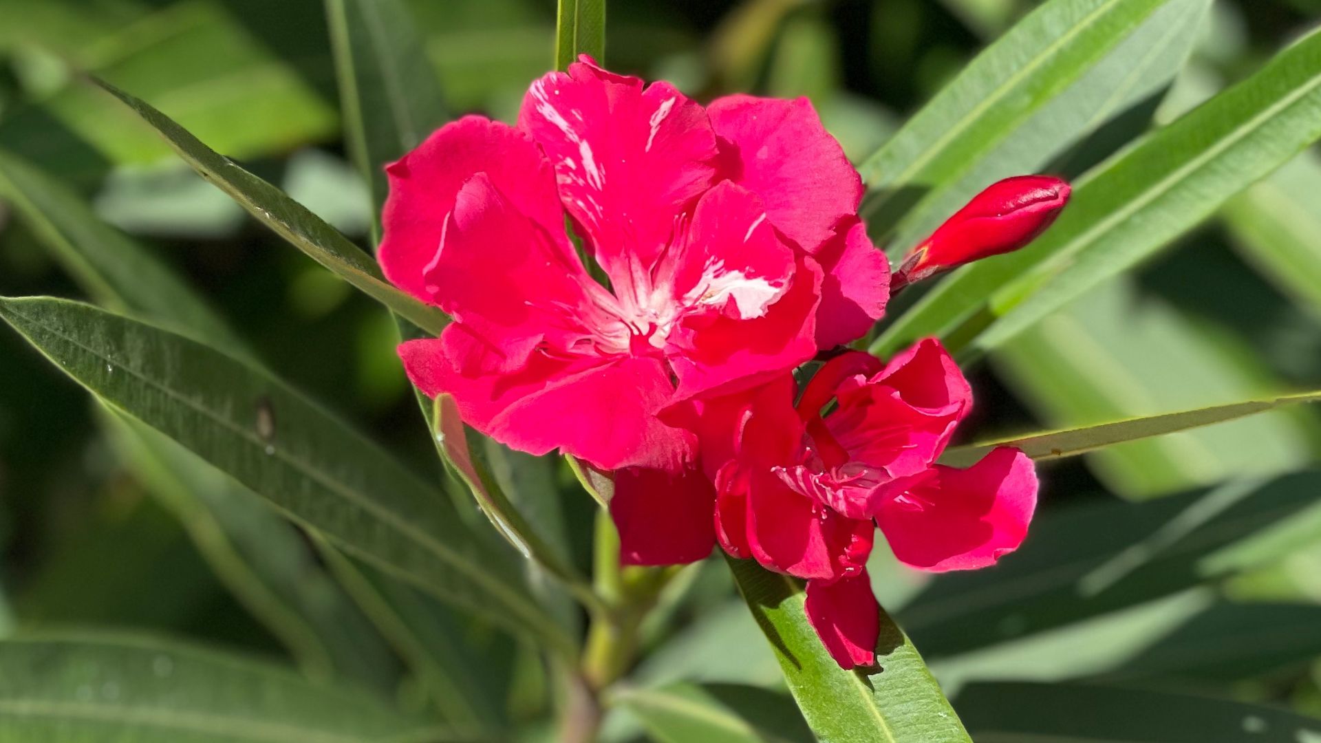 Bouturer votre laurier rose