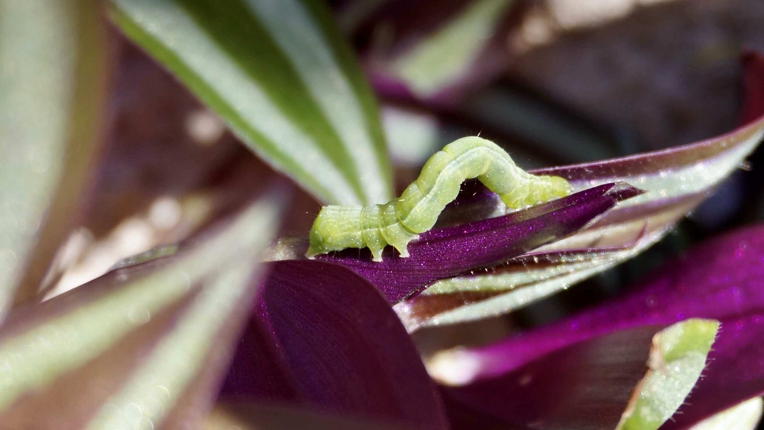 Reconnaître et lutter contre les chenilles sur vos plantes