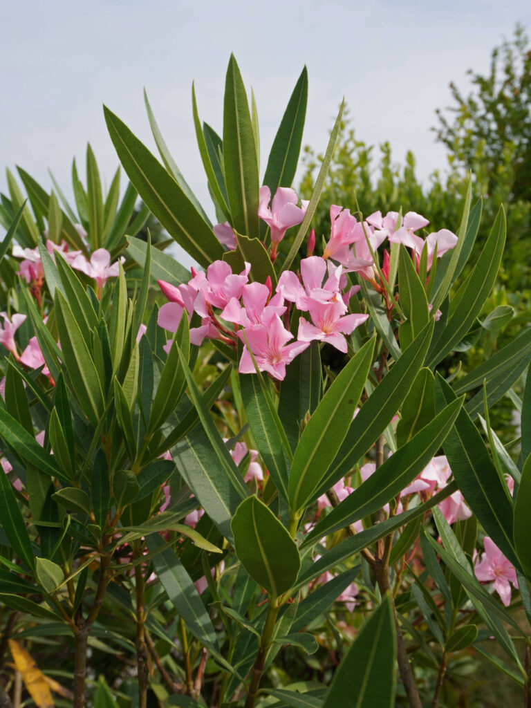 Quand bouturer le laurier rose