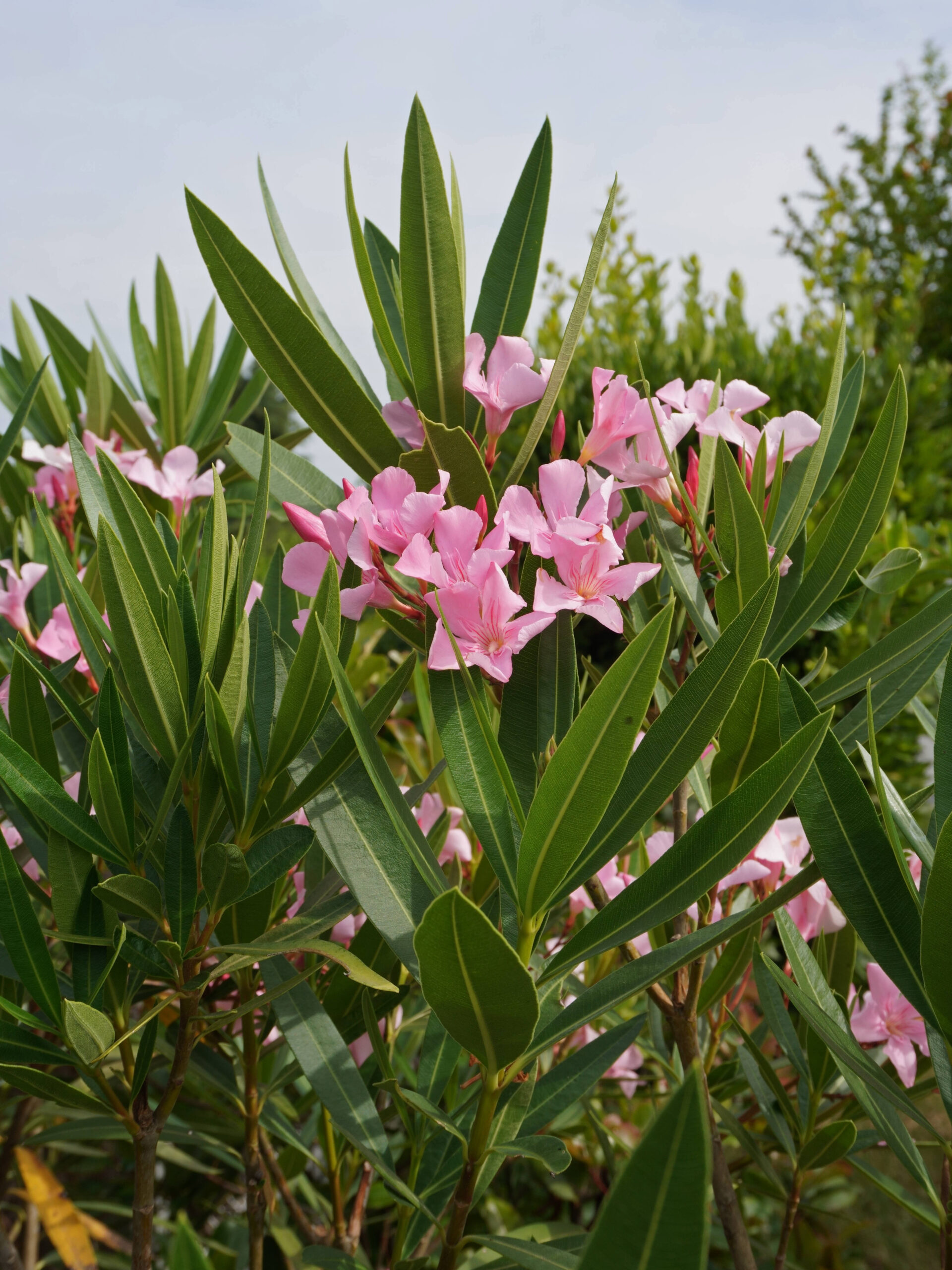 Quand bouturer le laurier rose