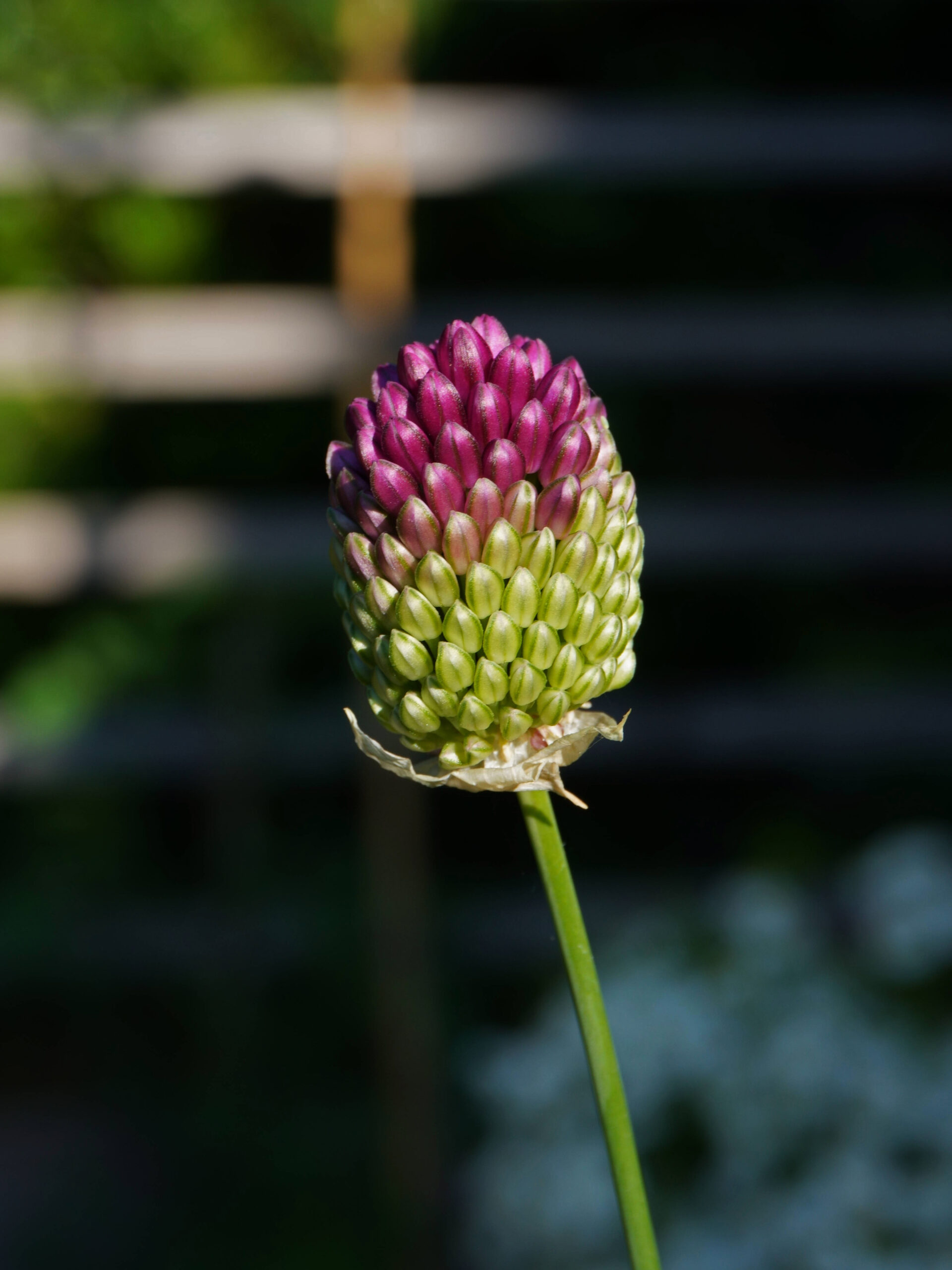 Bulbe d'allium à planter à l'automne