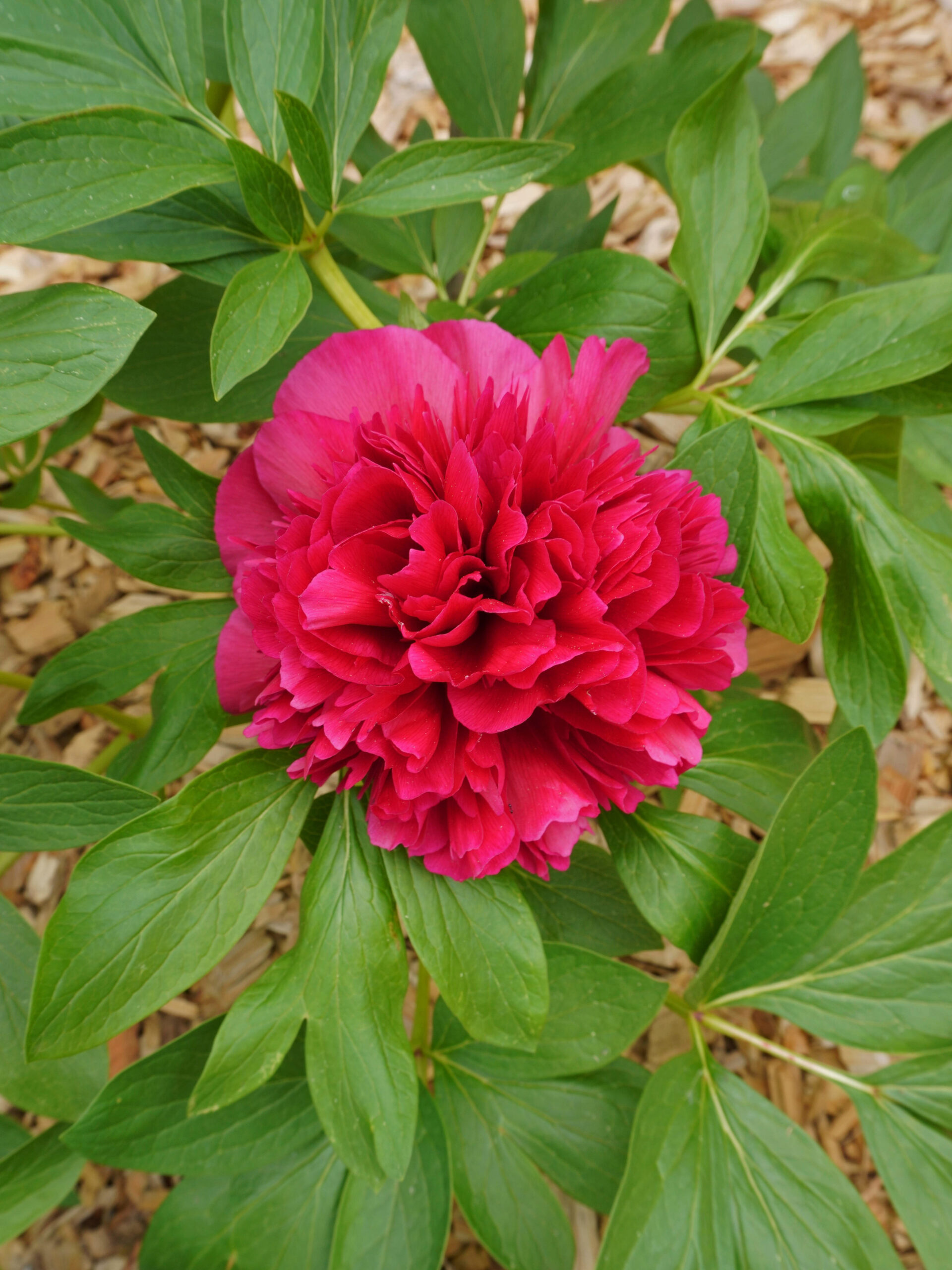 Planter des bulbes de pivoine à l'automne
