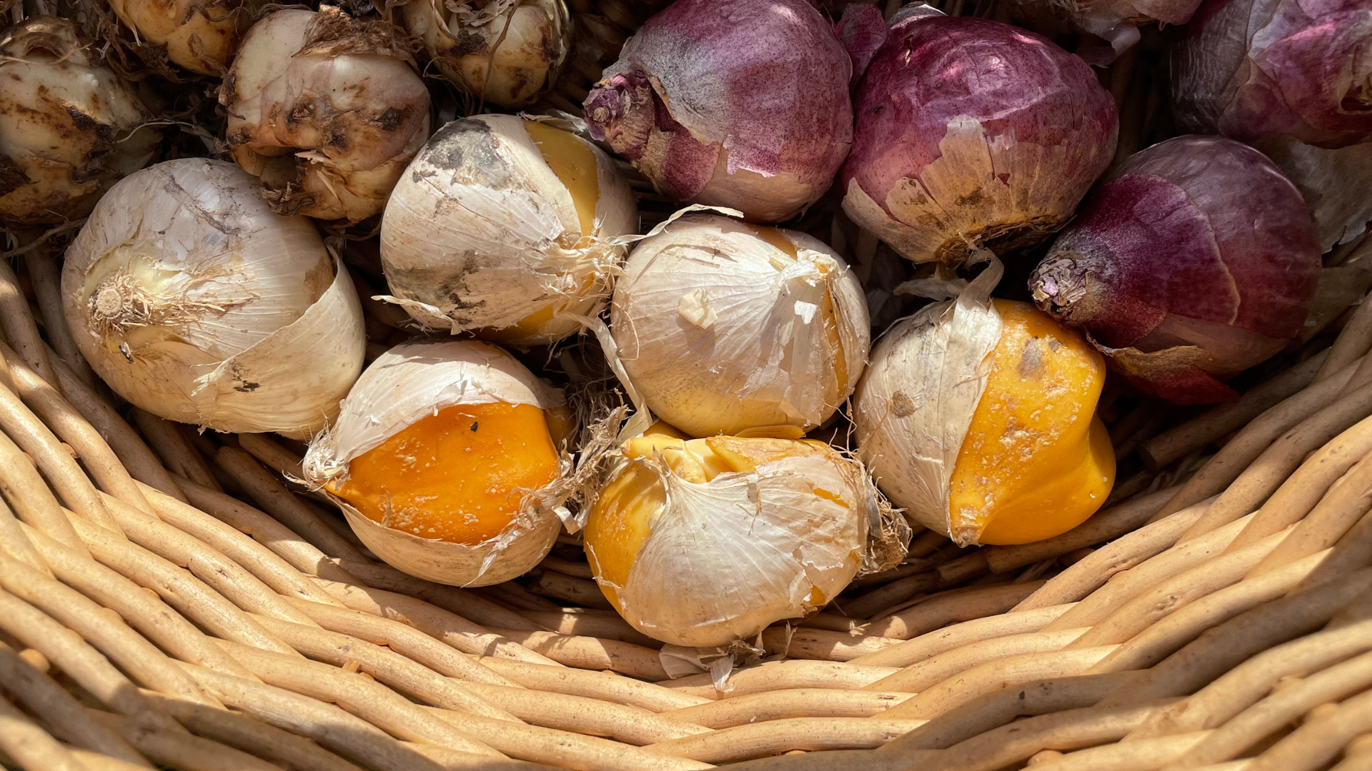 10 bulbes de fleurs à planter cet automne