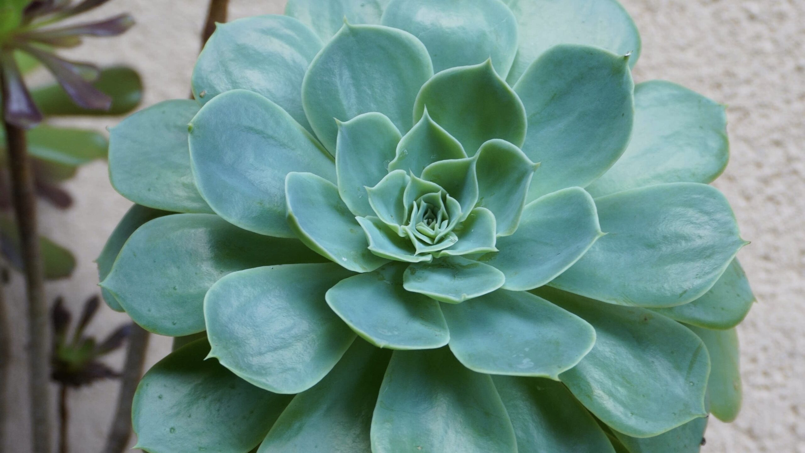 Guide de survie des succulentes en hiver