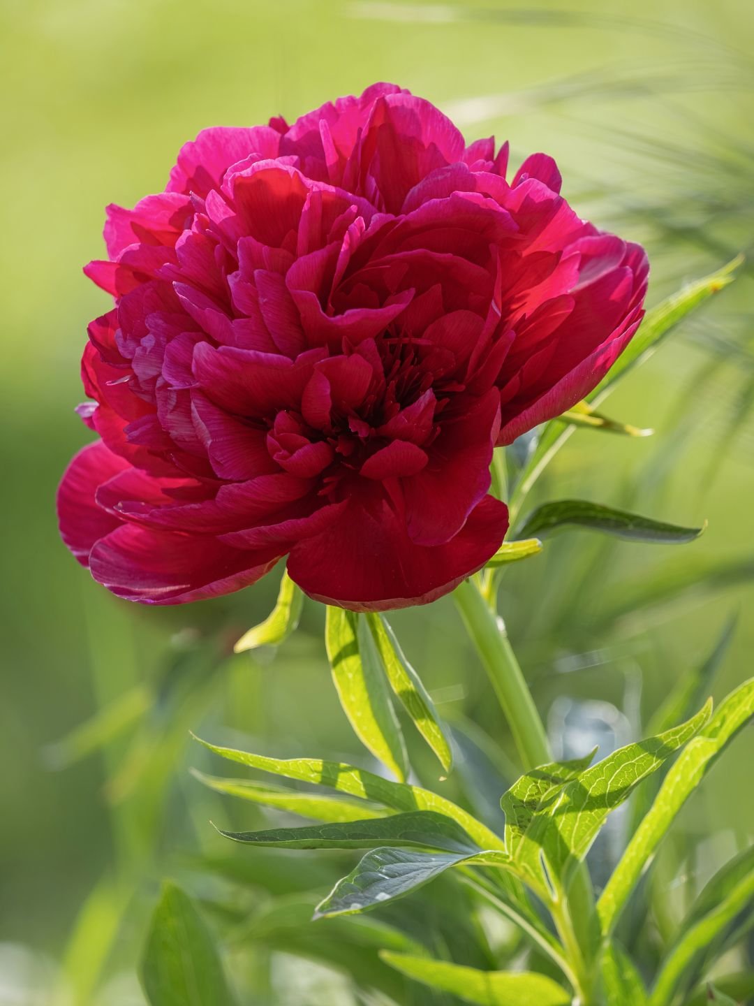 Planter des bulbes de pivoine à l'automne