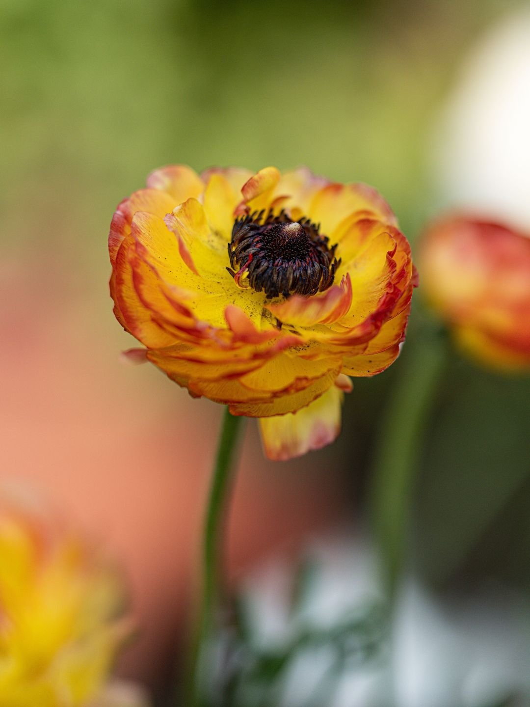 Planter des bulbes de renoncules en automne