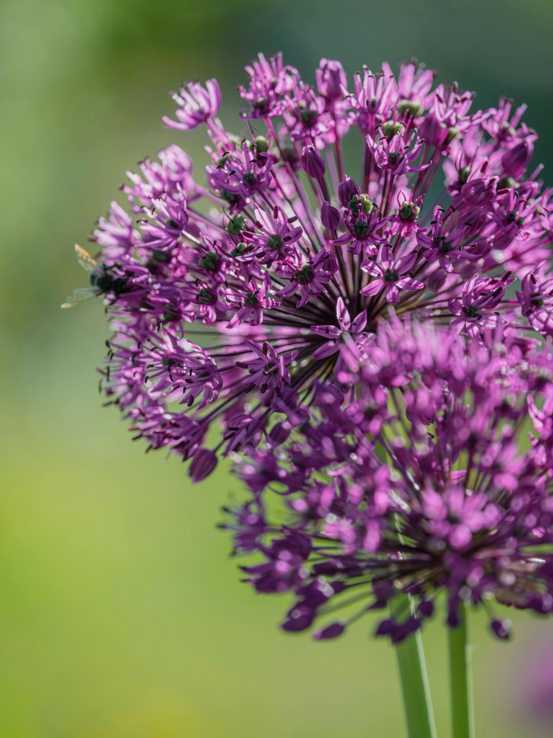 Planter des bulbes d'allium à l'automne