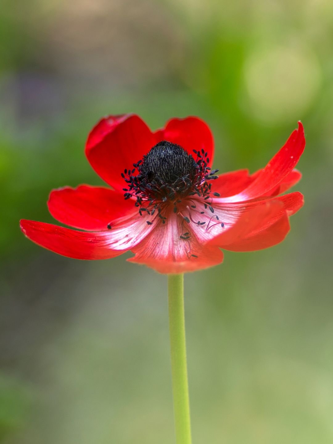 Planter des bulbes d'anémone en automne