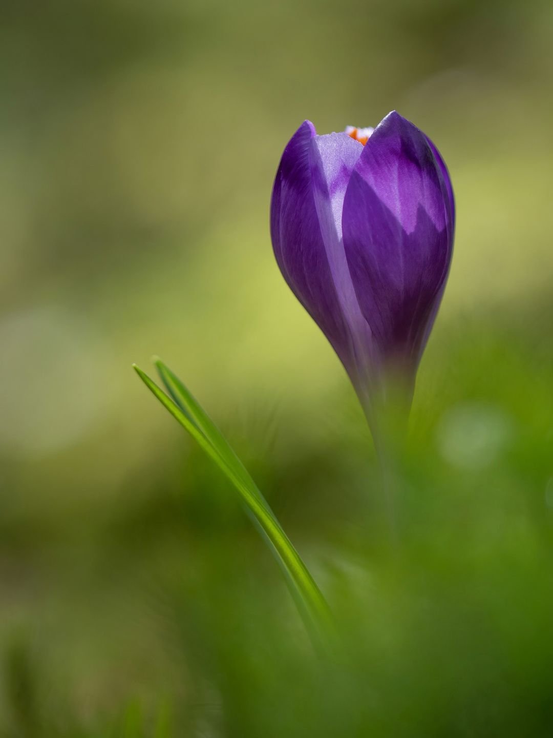 Planter des bulbes de crocus en automne
