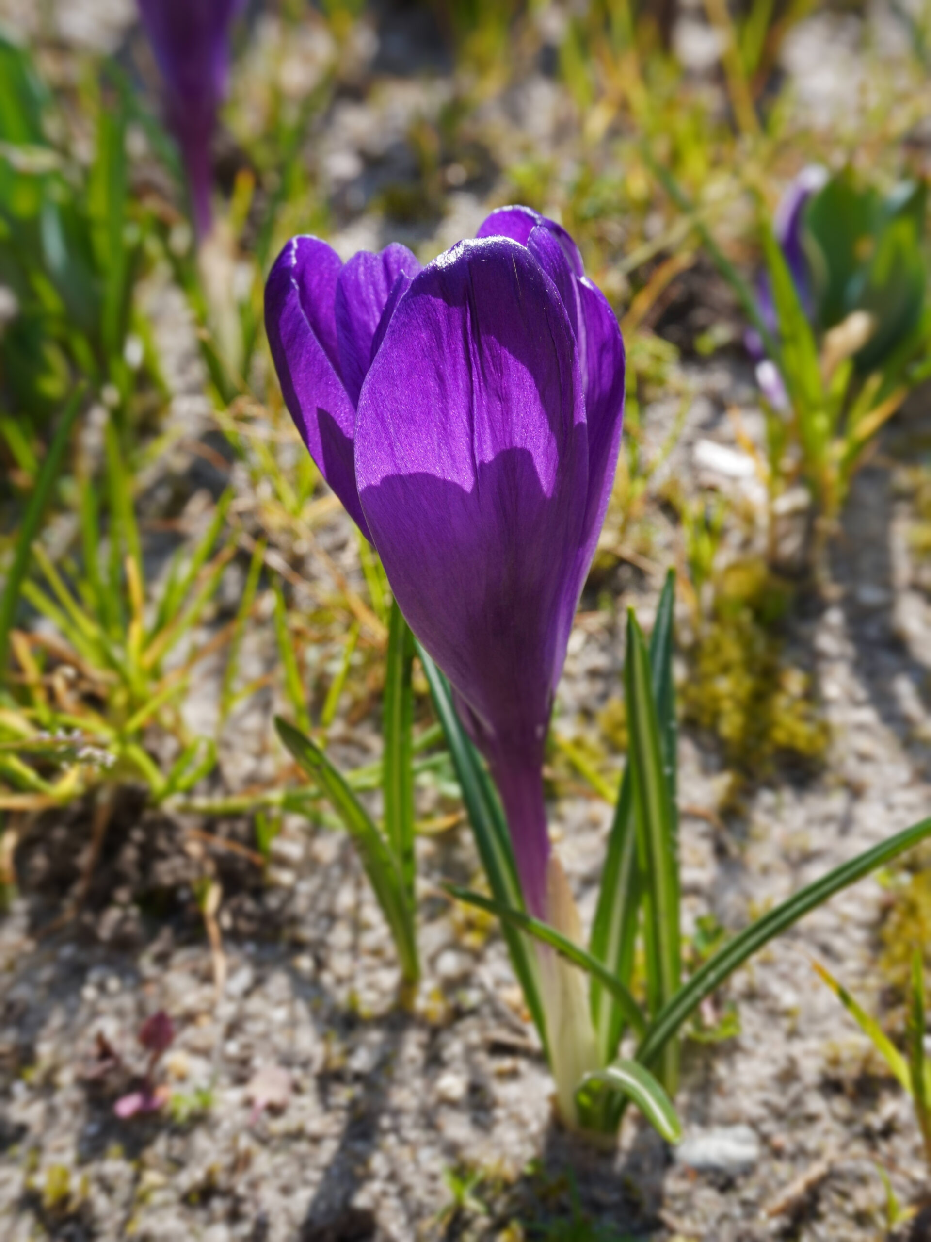 Planter des bulbes de crocus à l'automne