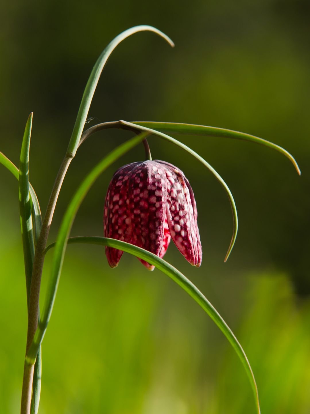 Planter des bulbes de fritillaire en automne