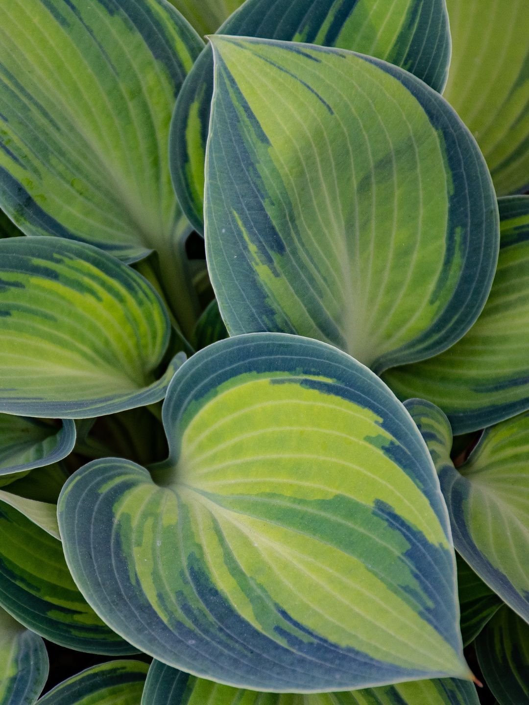 Planter bulbes hosta en automne