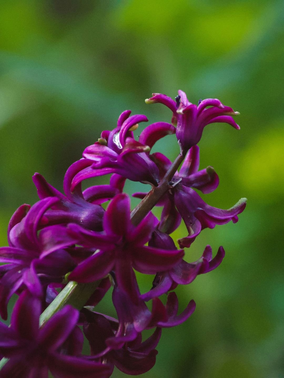 Planter les bulbes de jacinthe en automne