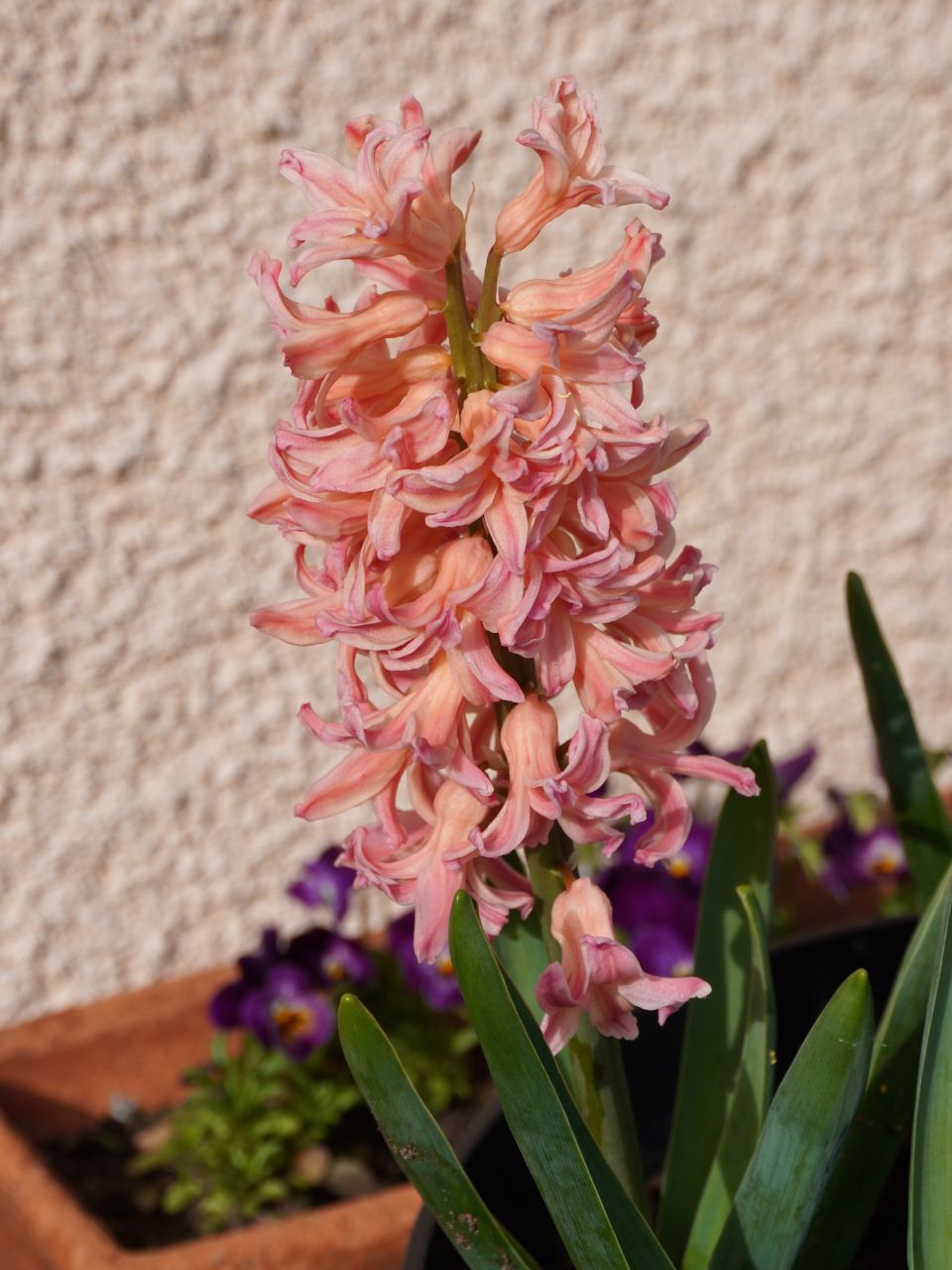 Planter des bulbes de jacinthe à l'automne