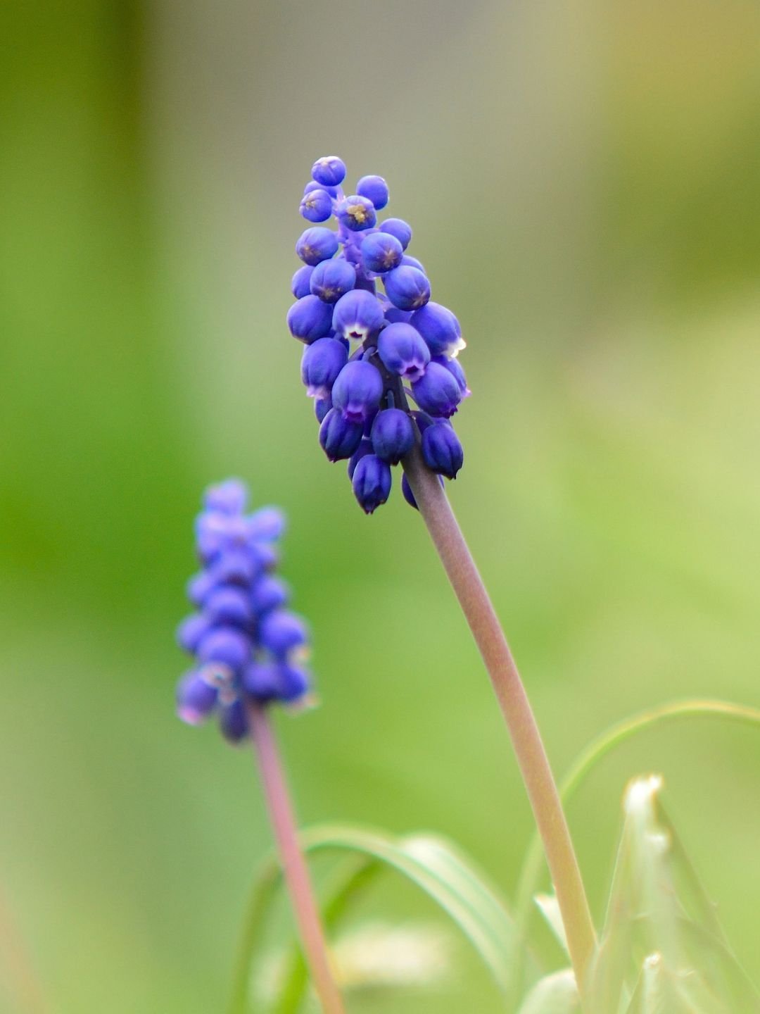 Planter des bulbes de muscari en automne