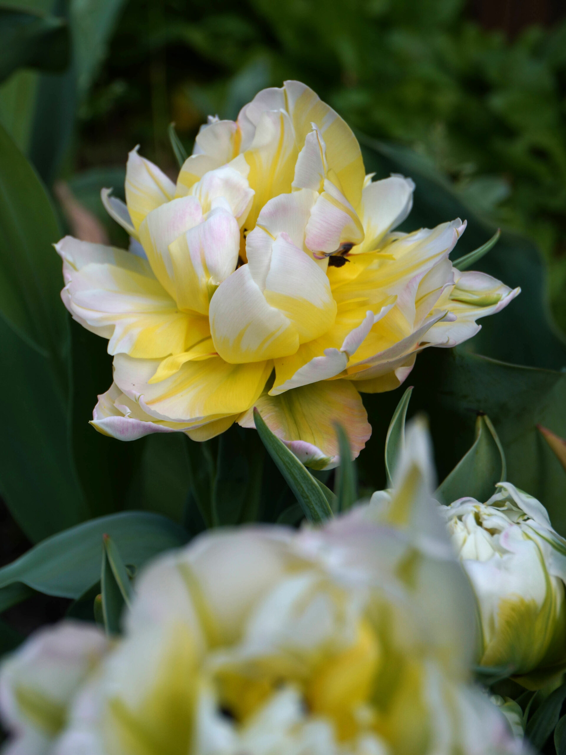 Planter des bulbes de tulipes à l'automne