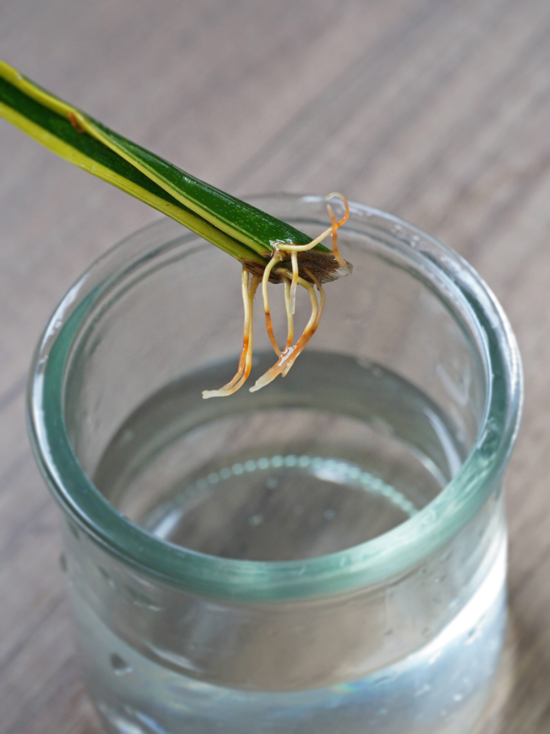 Bouturage dans l'eau de la sansevière