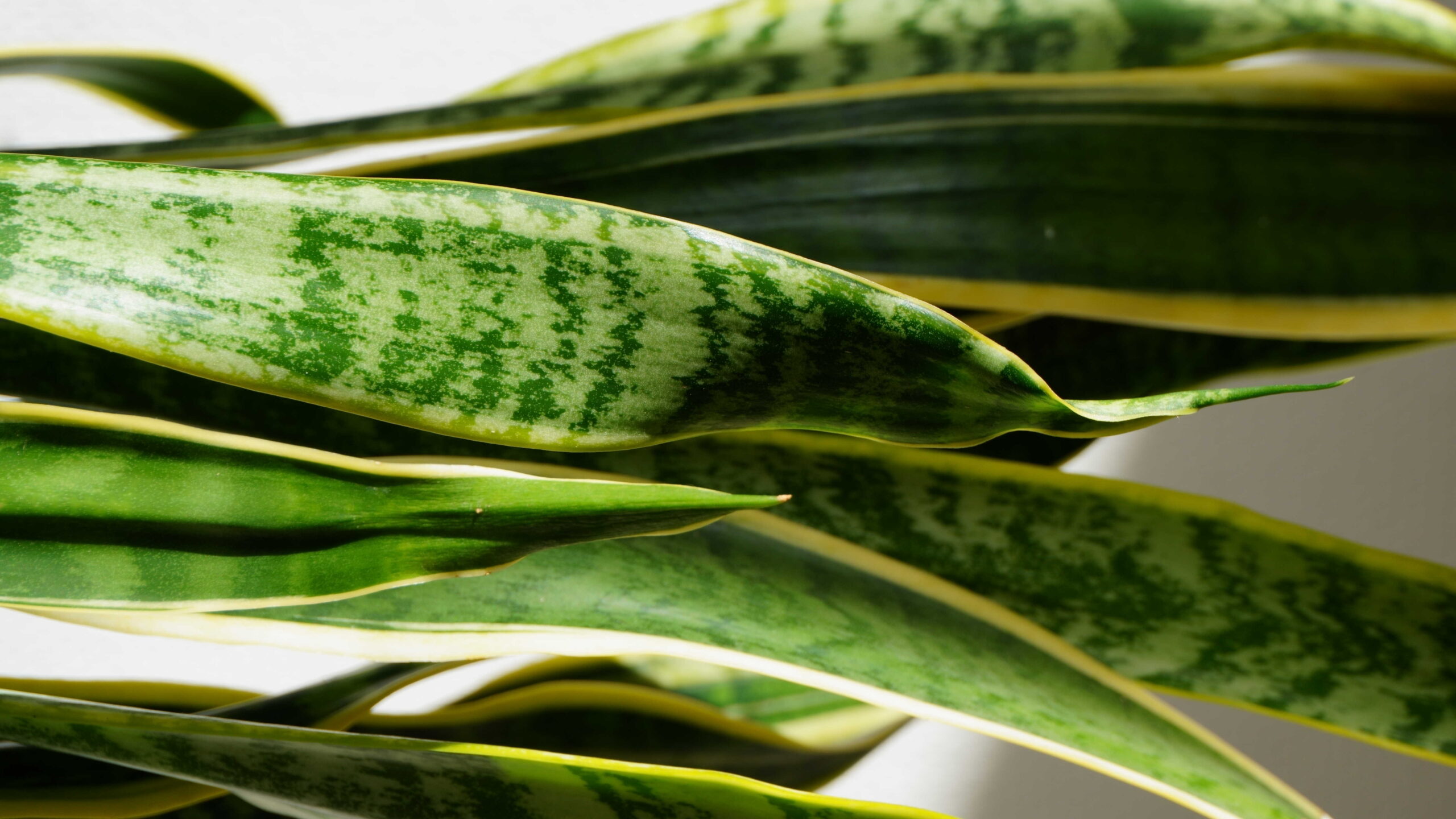 Bouturer votre sansevière