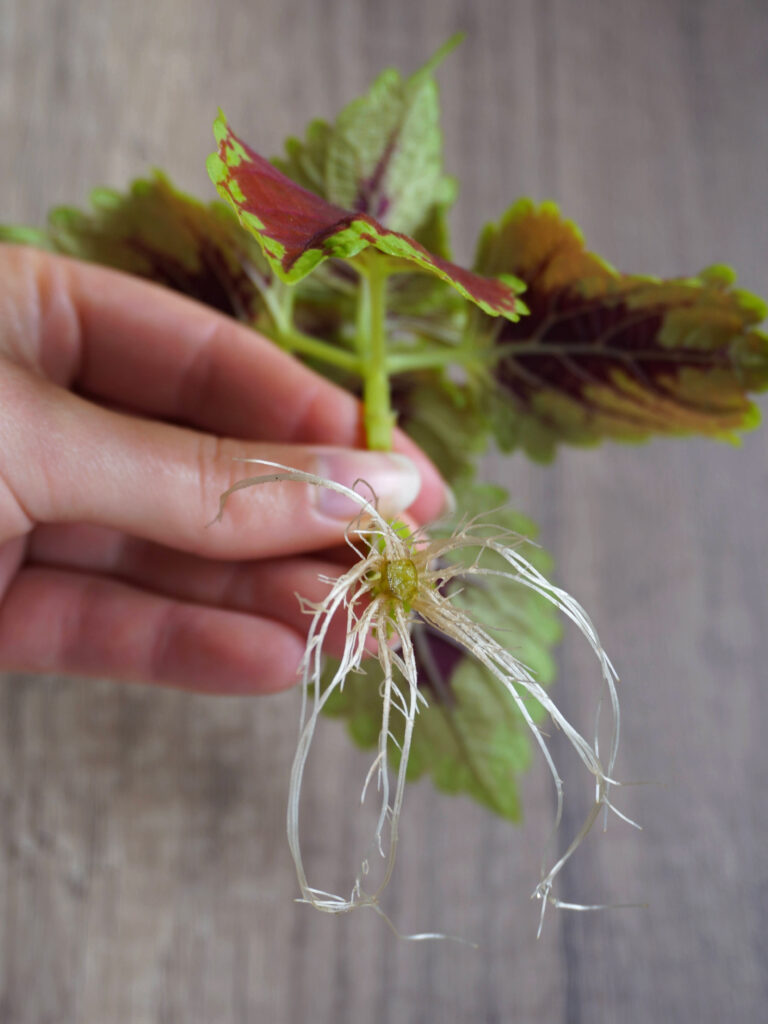 Racines boutures coleus