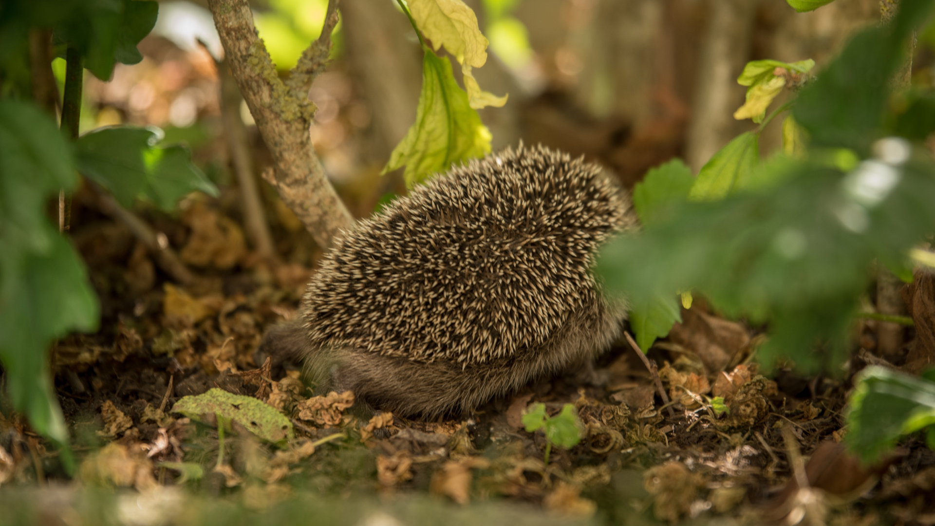 Construire un abri pour hérisson