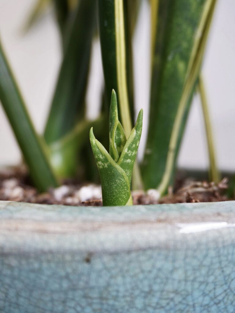 Diviser les rejets de la sansevière