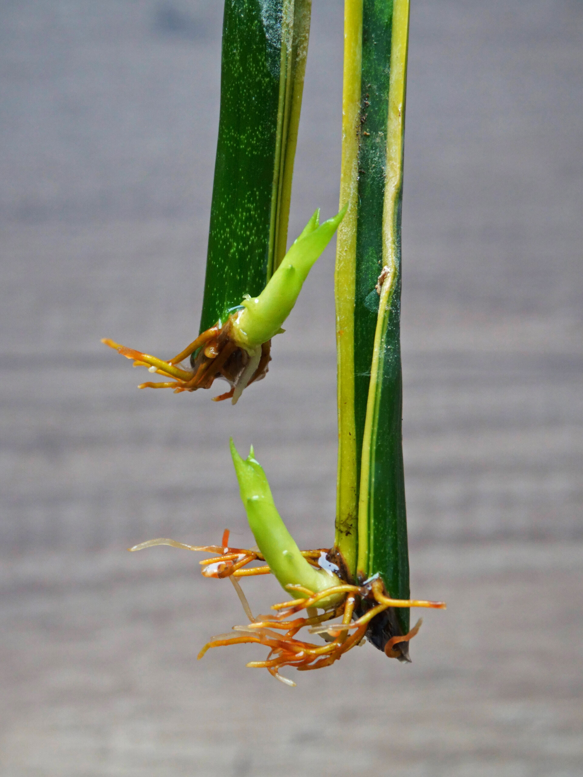 Boutures racinées de feuilles de sansevieria
