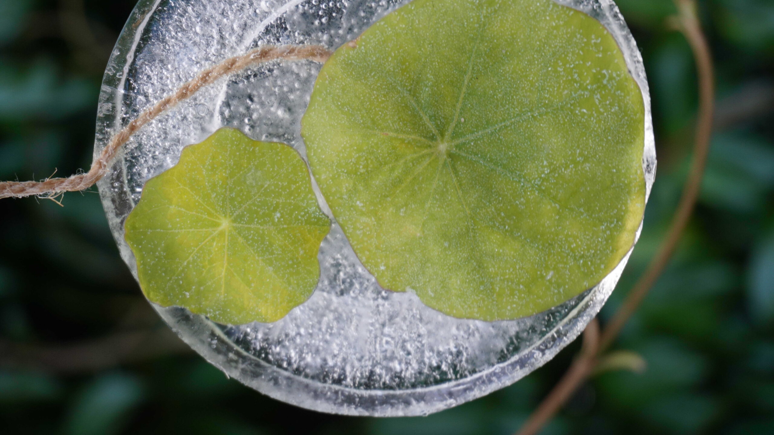 Créer des tableaux végétaux glacés