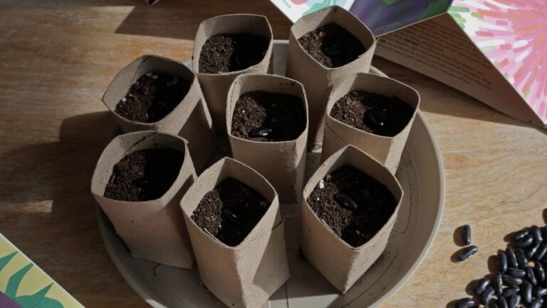 Créer des pots à semis à partir de rouleaux de papier toilette