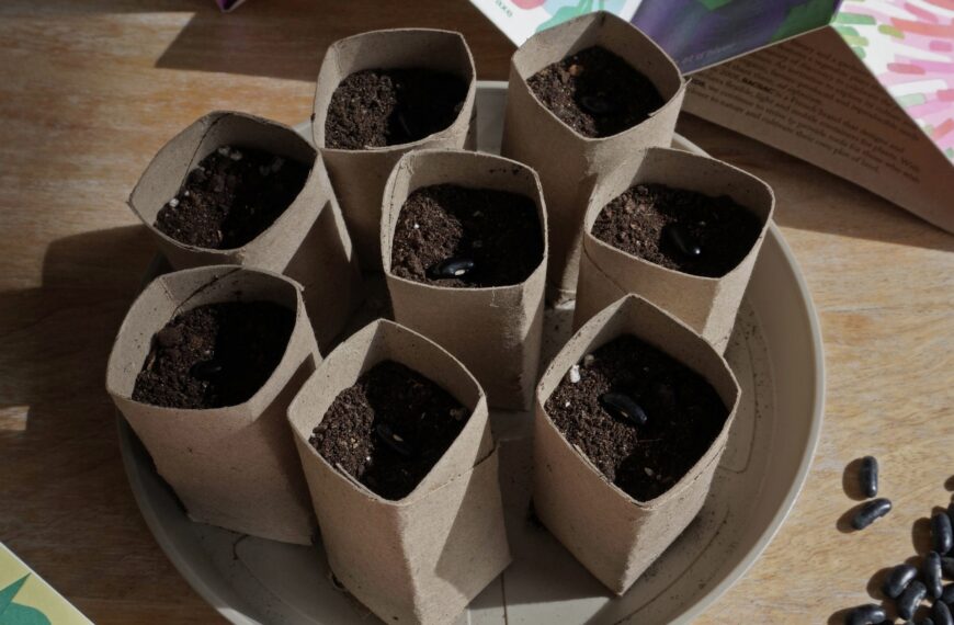 Créer des pots à semis à partir de rouleaux de papier toilette