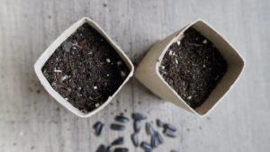 Transformer vos rouleaux de papier toilette en pots à semis