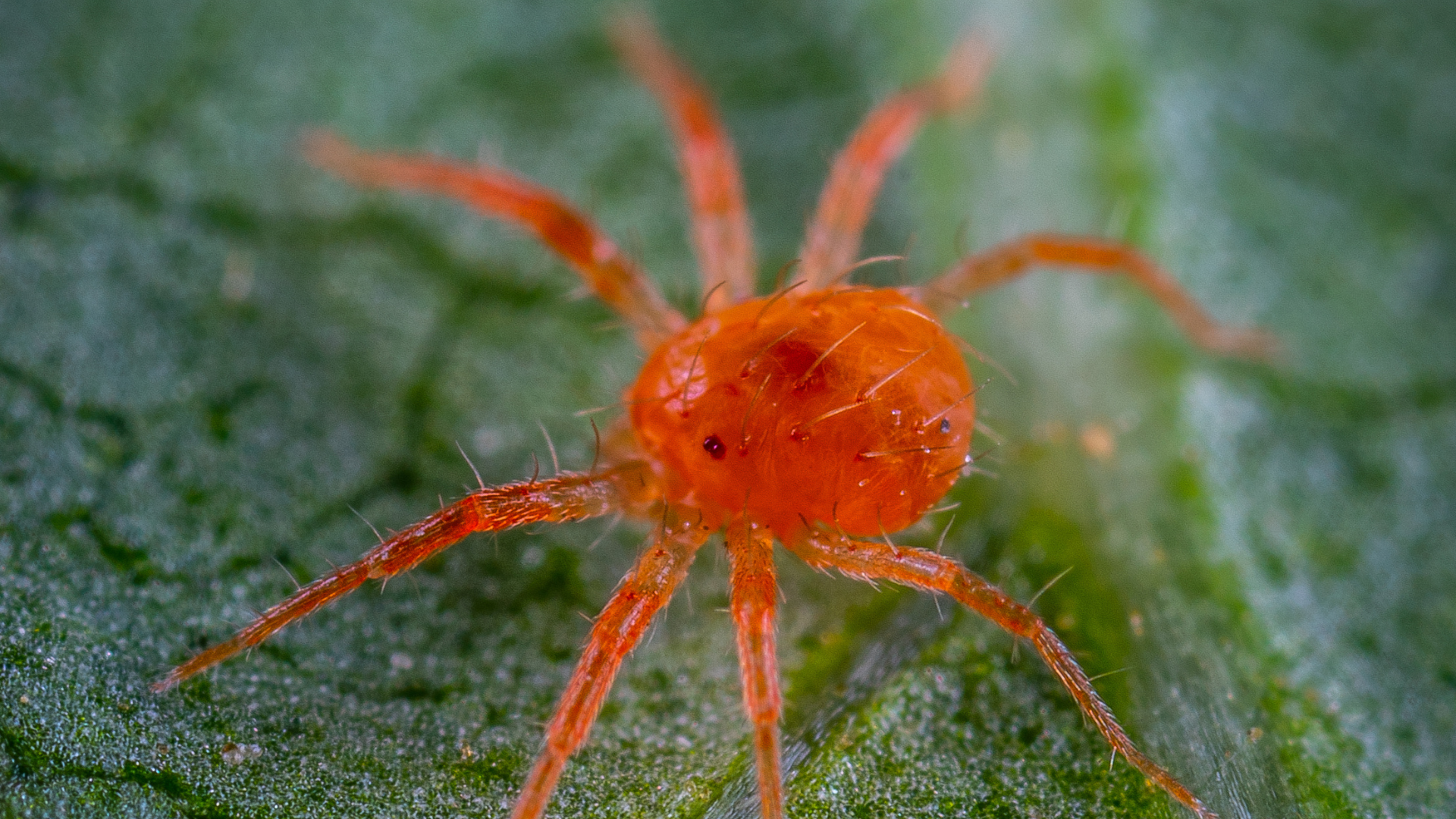 Lutter contre les araignées rouges (ou acariens tétranyques)