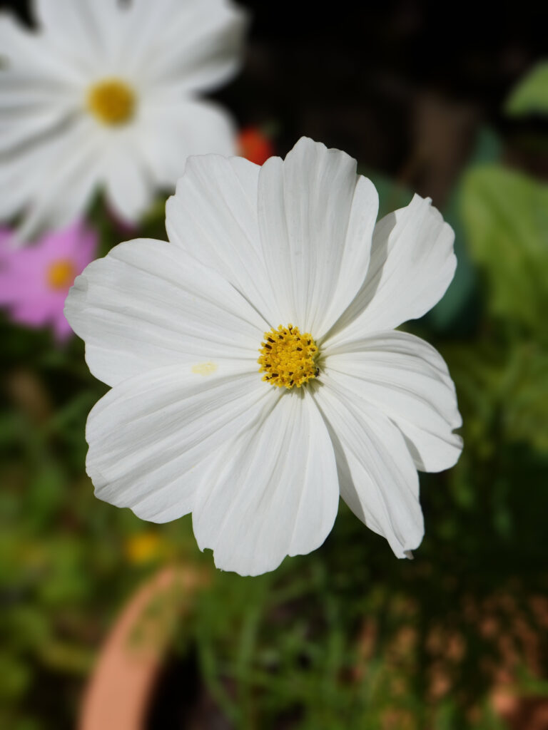 Semer des graines de cosmos au printemps