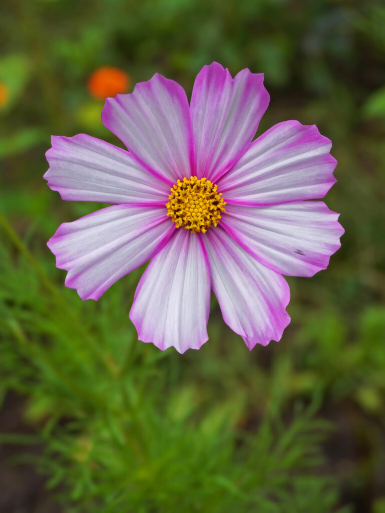 Semer des graines de fleurs de cosmos au printemps