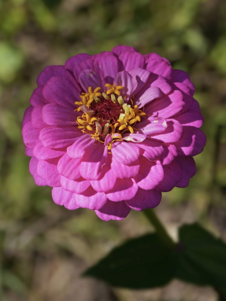 Semer des graines de fleurs de zinnia au printemps