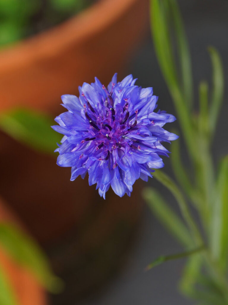 Semer des graines de bleuet au printemps