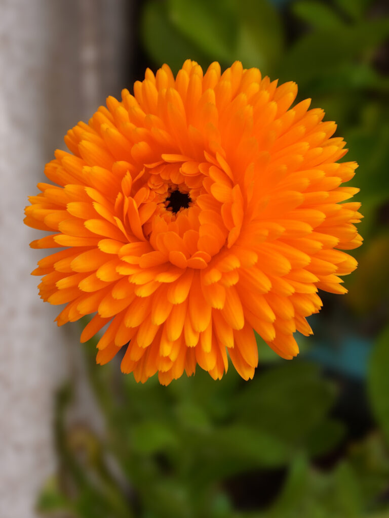 Semer des graines de fleurs de souci ou calendula au printemps