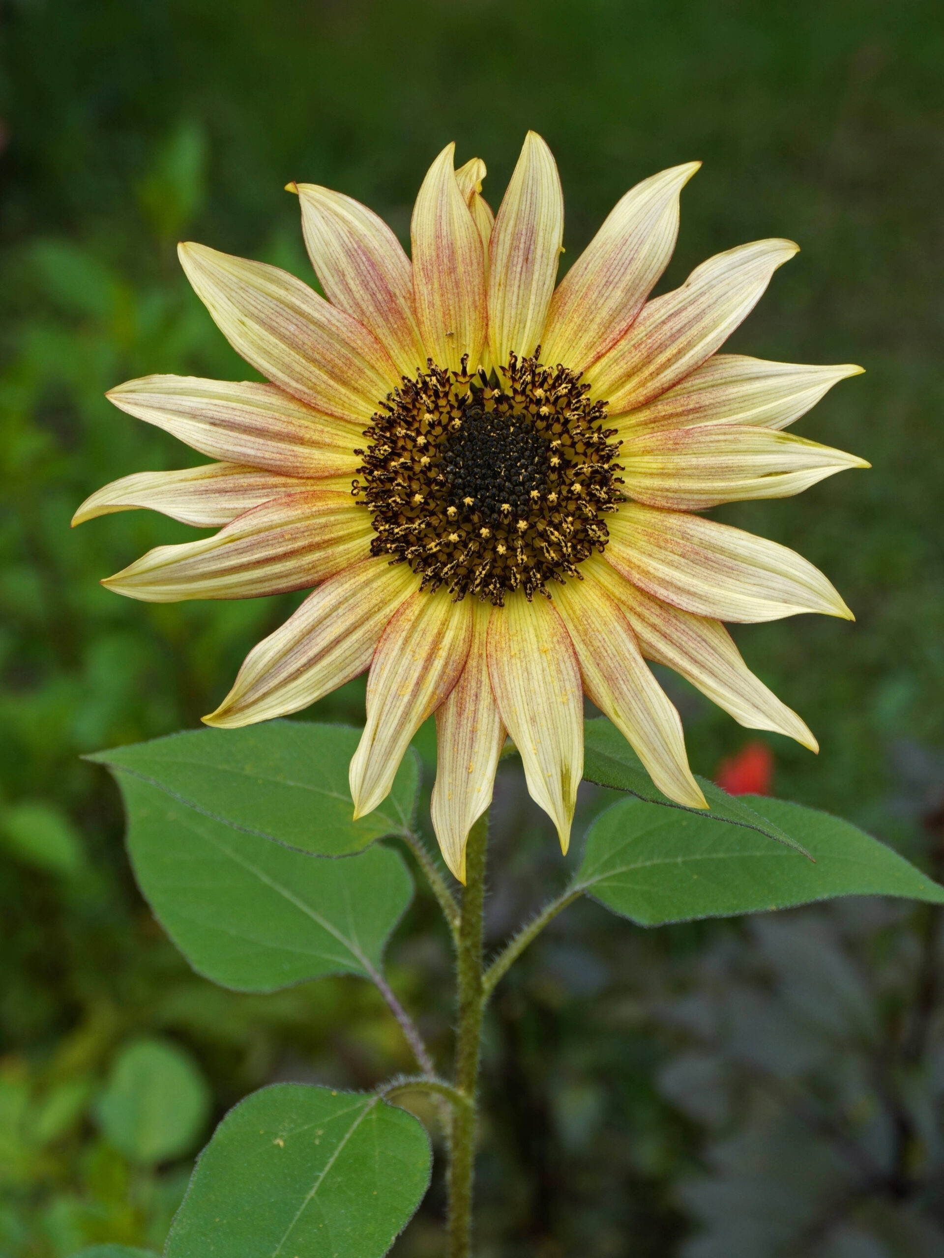 Semer des graines de fleurs de tournesol au printemps