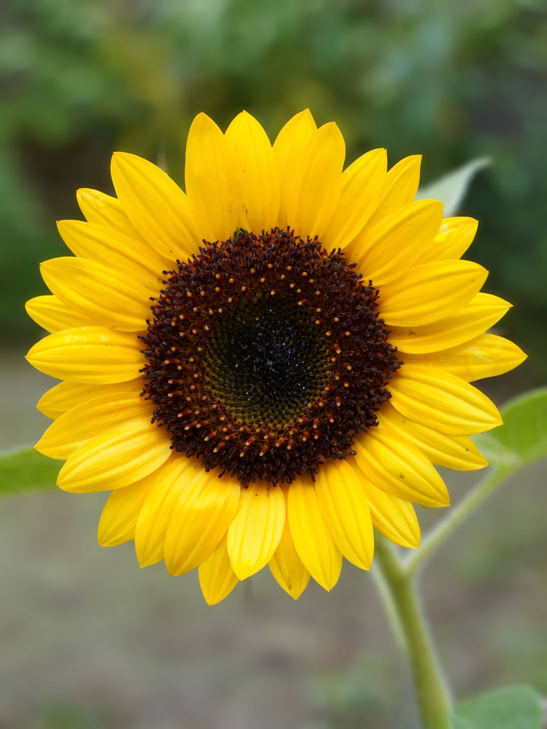 Semis graines tournesol au printemps