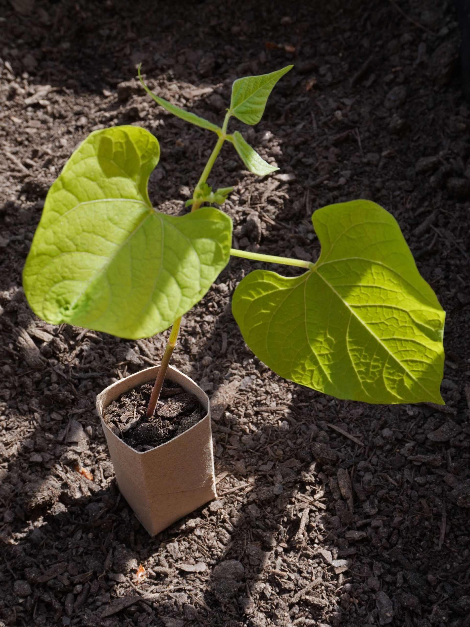Comment recycler des rouleaux de PQ en pots à semis DIY