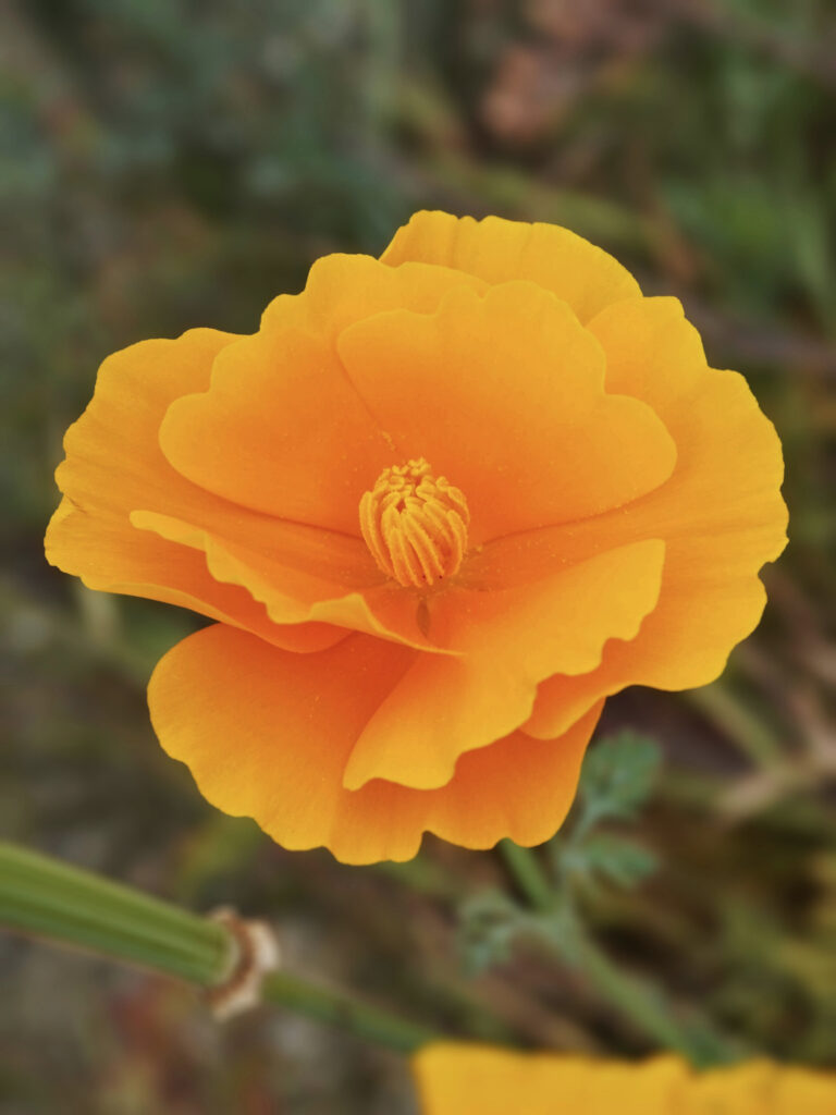 Semer des graines de fleurs de pavot de californie au printemps