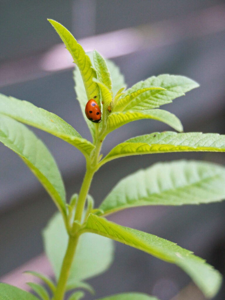 Lutter contre les pucerons à l'aide d'insectes auxiliaires : la coccinelle, un prédateur naturel