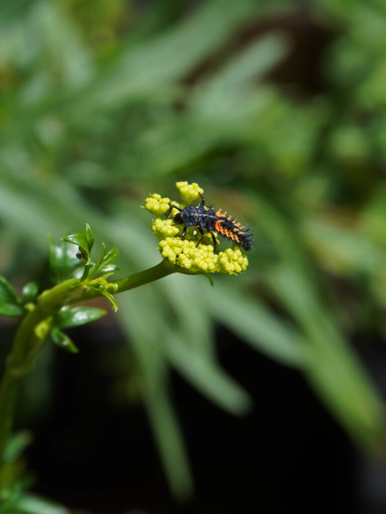 La lutte biologique contre les pucerons : les larves de coccinelle
