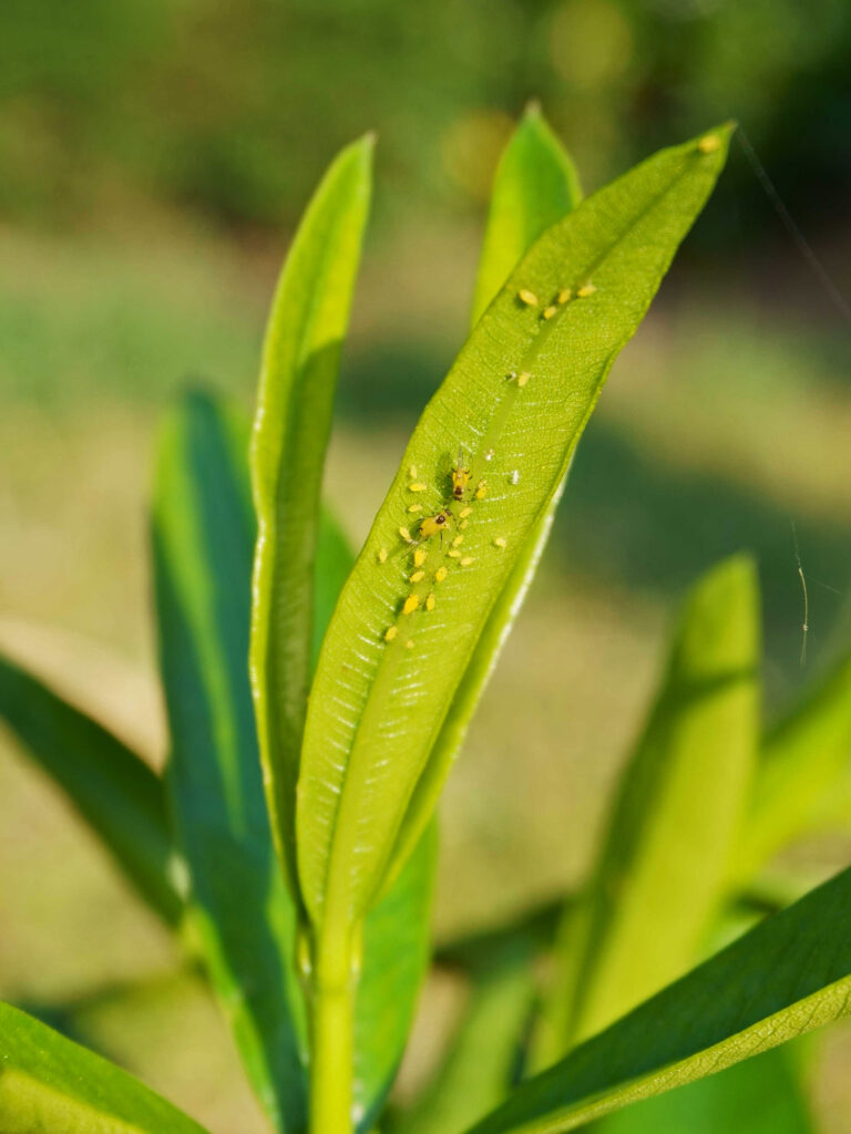 Comment lutter naturellement contre les pucerons