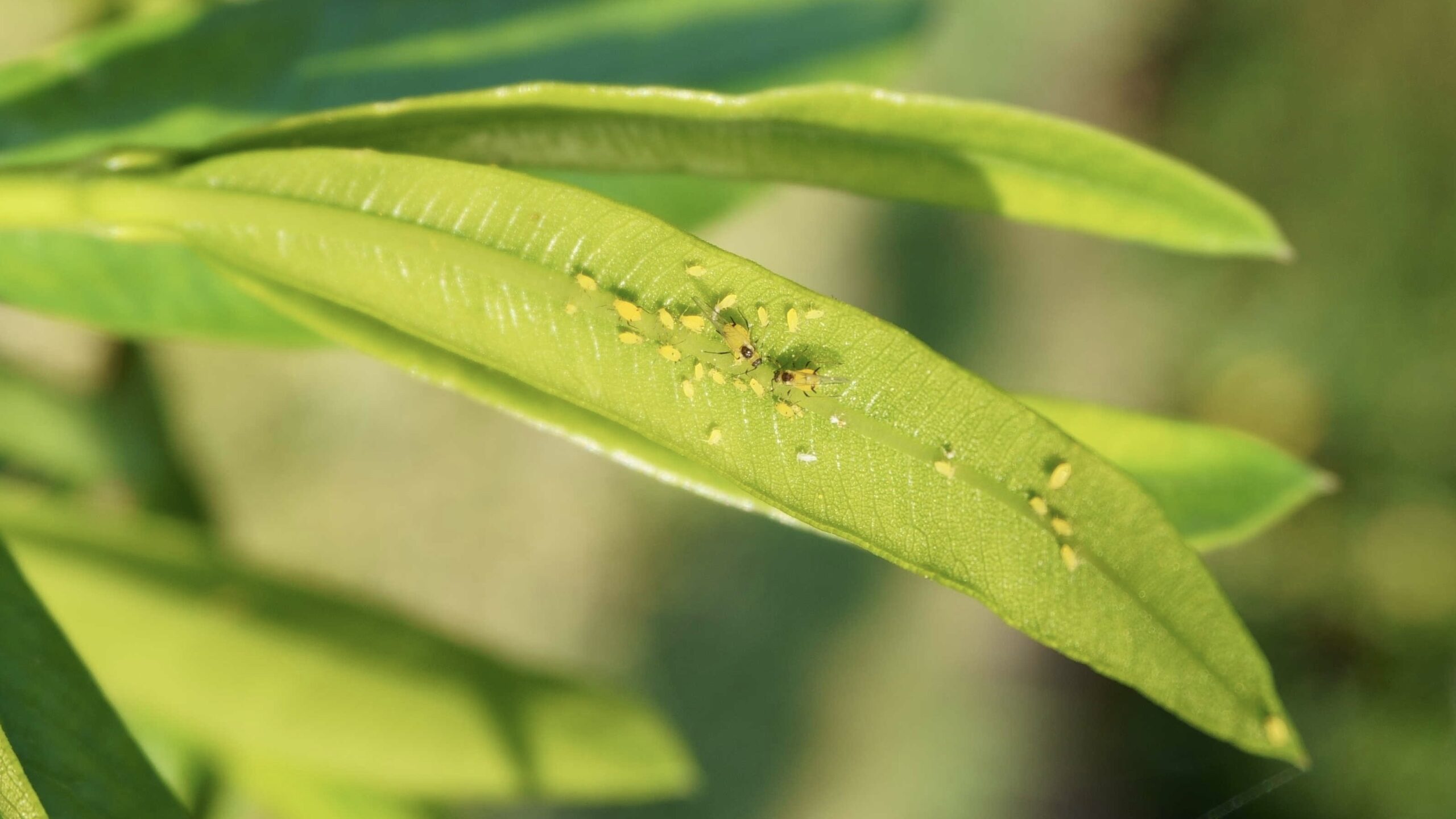 Lutter naturellement contre les pucerons