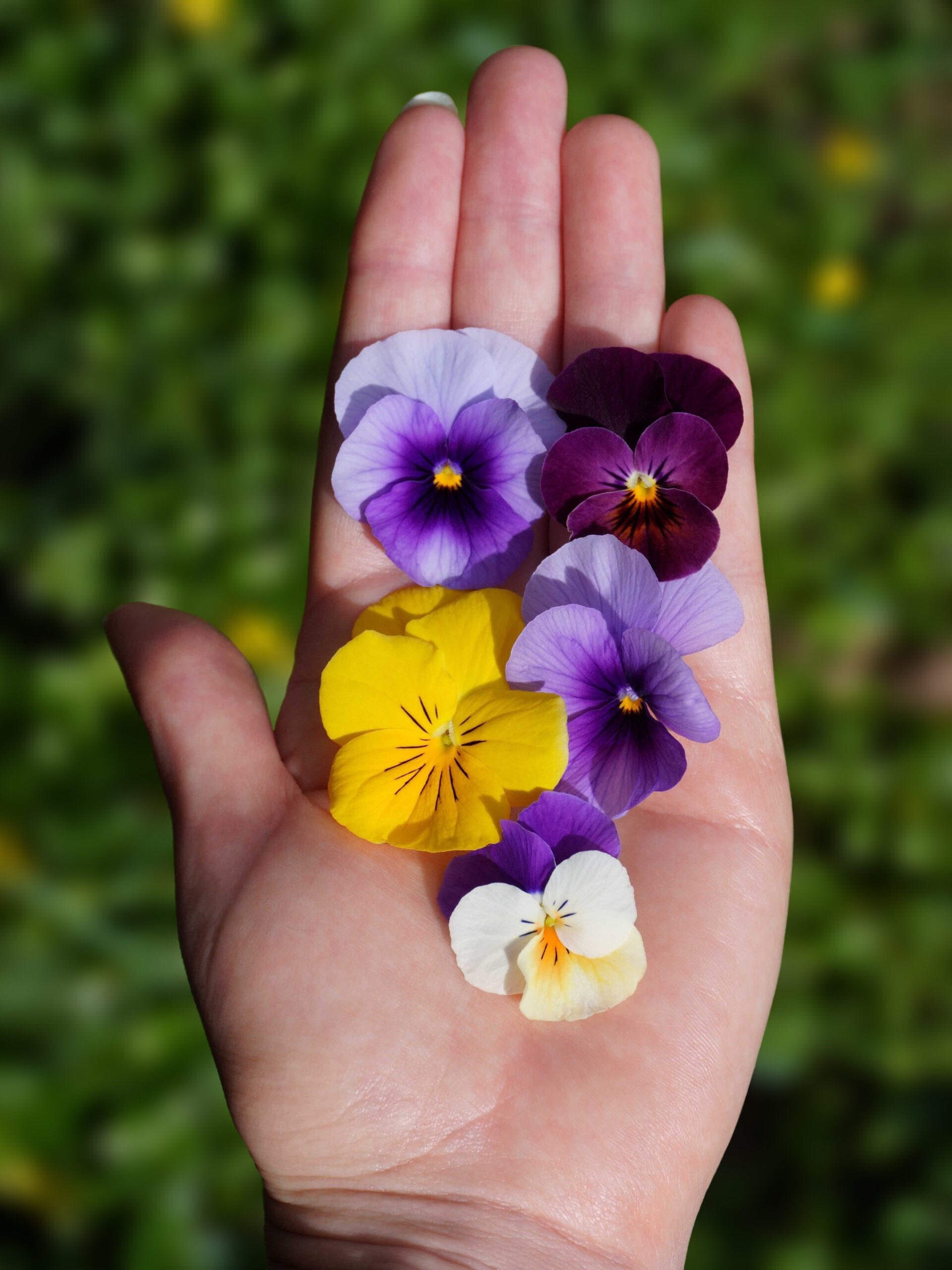 Recette de fleurs comestibles cristallisées