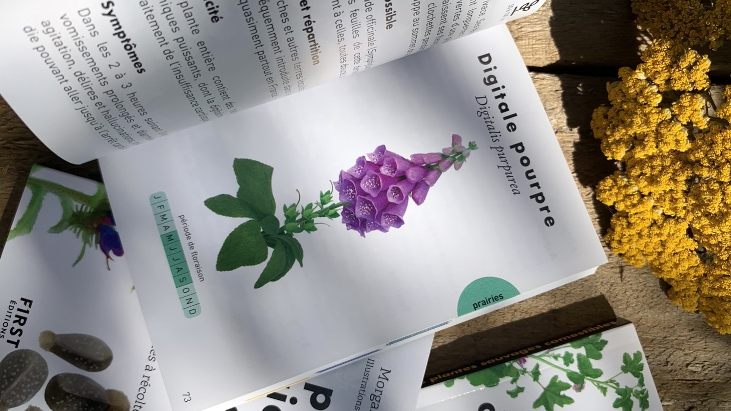 Ma sélection de guides pour mieux connaître les plantes