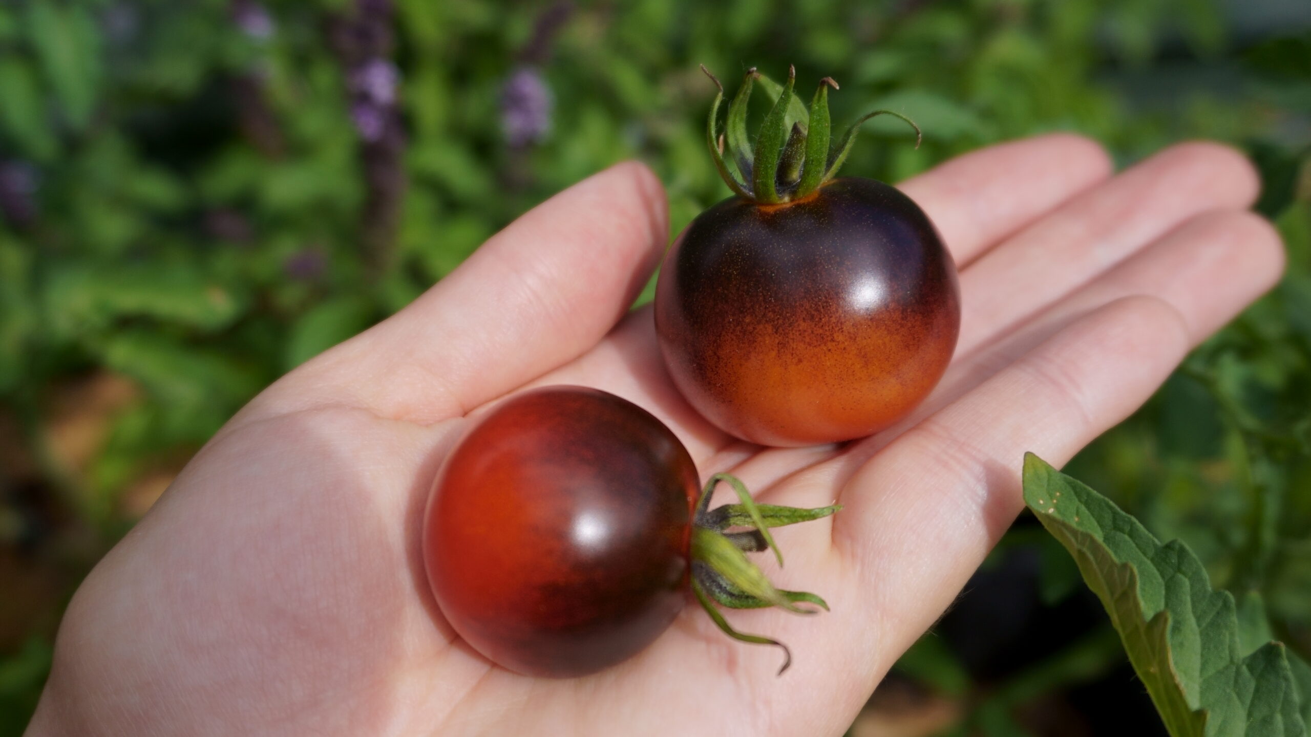 Bouturer vos plants de tomates