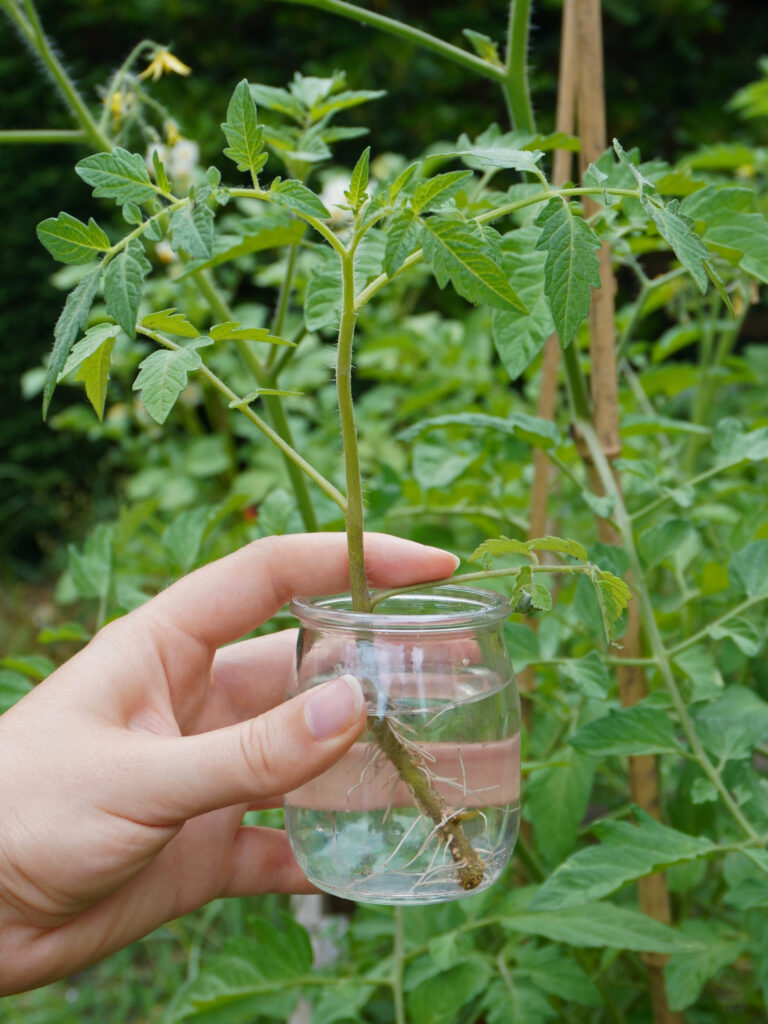 Bouturer les gourmands de tomates